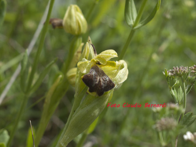 Lusus naturae di fusca var.lucana